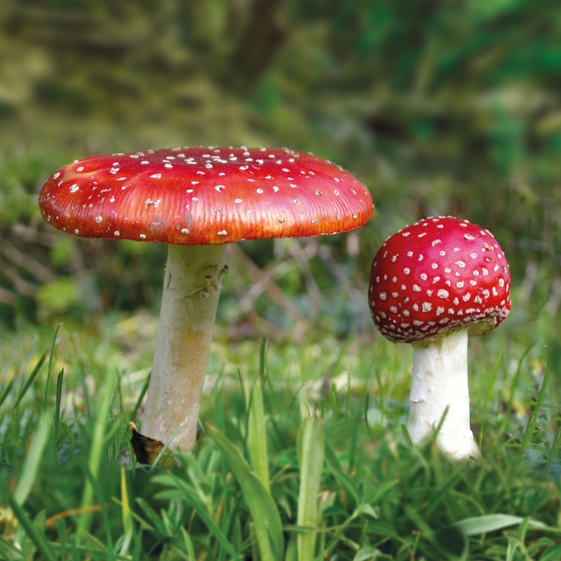 Adopt a fungus – Fly agaric