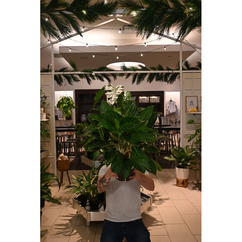 Aglaonema Golden Bay|8″