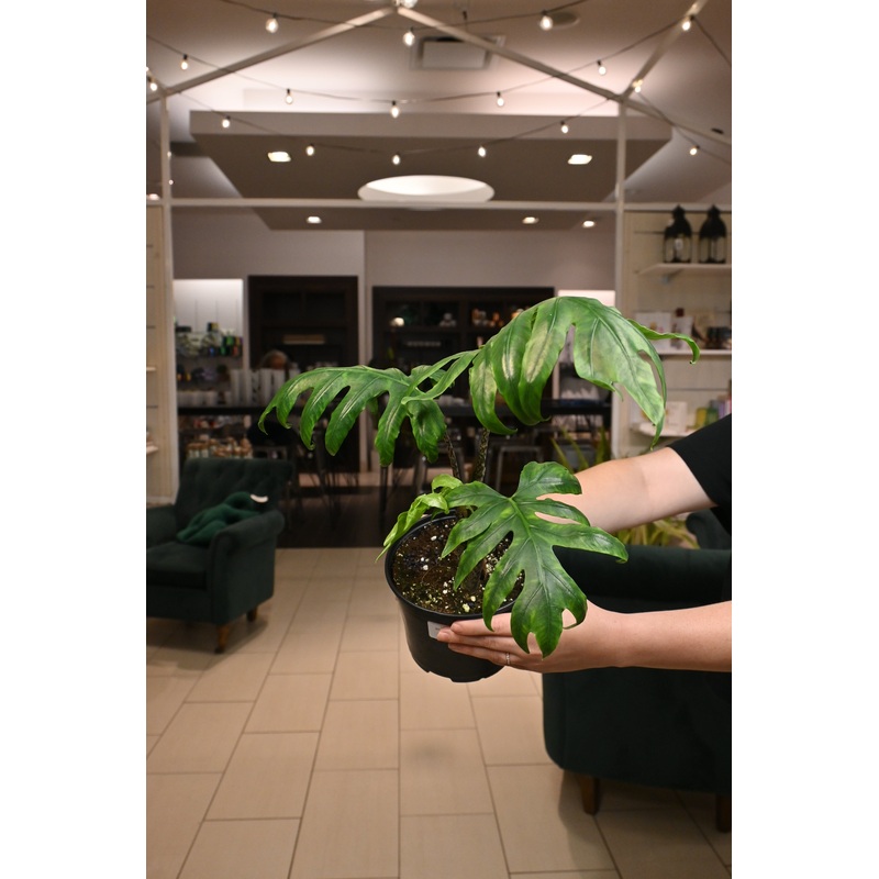 Alocasia Brancifolia|3″|6″|6″ XL