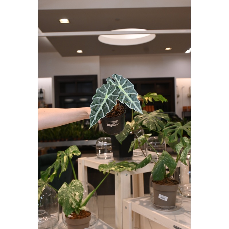 Alocasia Polly Variegated|4″
