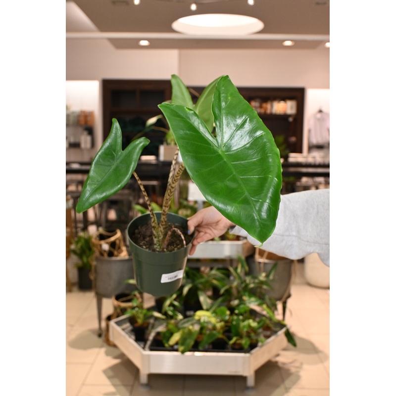 Alocasia Zebrina|4″|6″