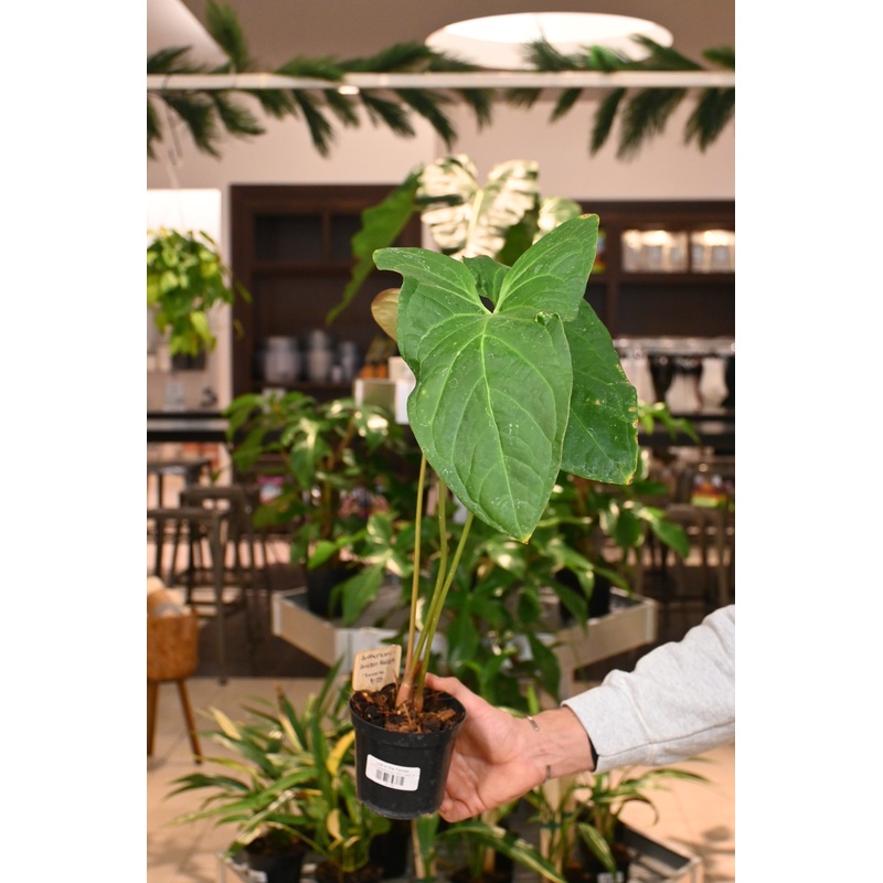 Anthurium Amazon Rabbit ‘Inverse’
