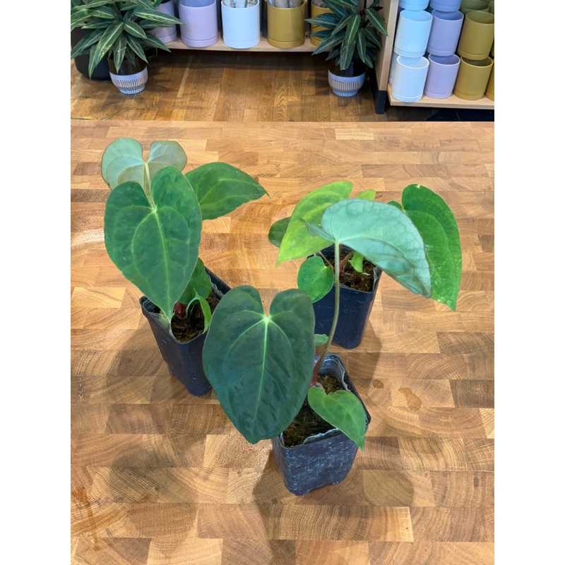Anthurium Crystal Hope x Forgetii