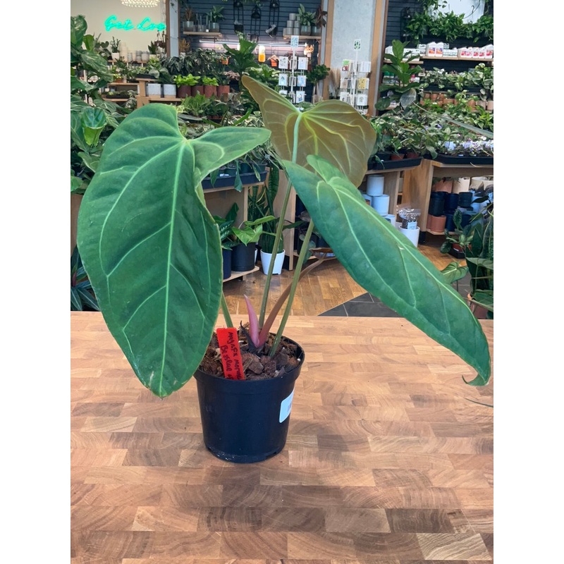 Anthurium Magnificum x Anthurium Moronense x Anthurium Besseae aff