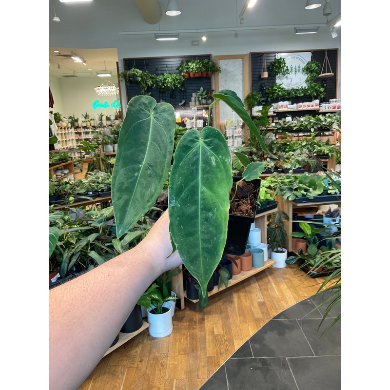 Anthurium Metallicum|4″