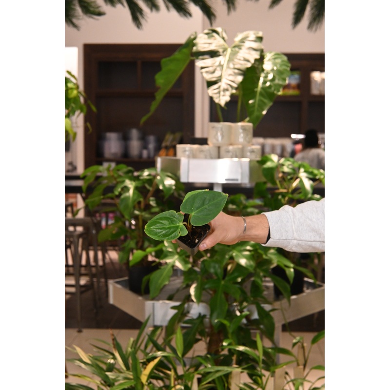 Anthurium Regale x Nigrolaminum