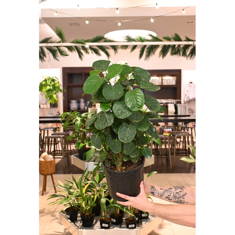 Aralia Fabian Stump|6″|10″