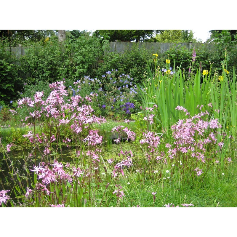 Around the Pond – Wild flower seed mixture