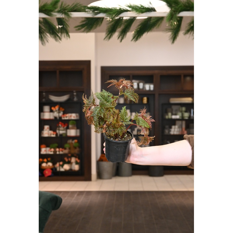 Begonia Bipinnatifida|4″