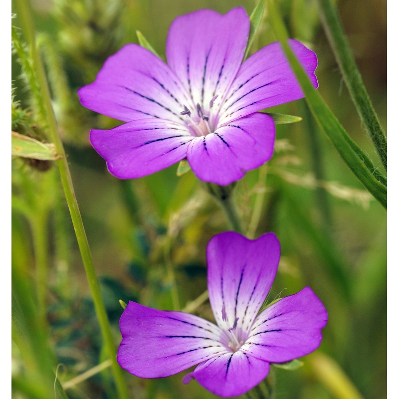 Corncockle (Agrostemma githago)