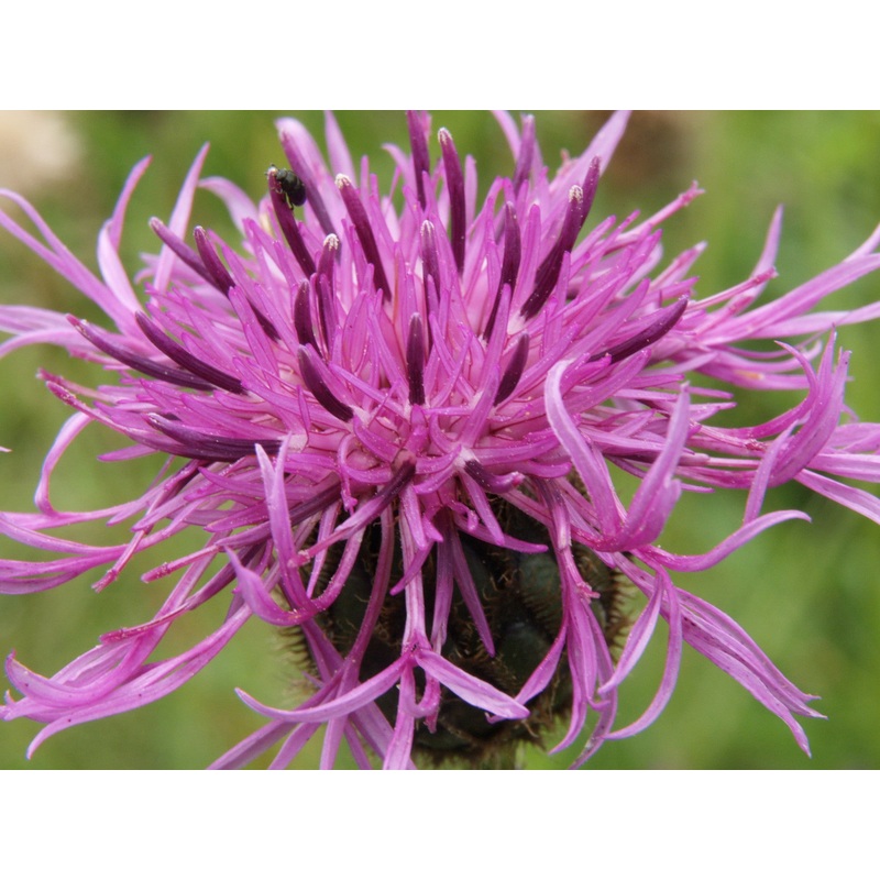 Greater knapweed (Centaurea scabiosa)