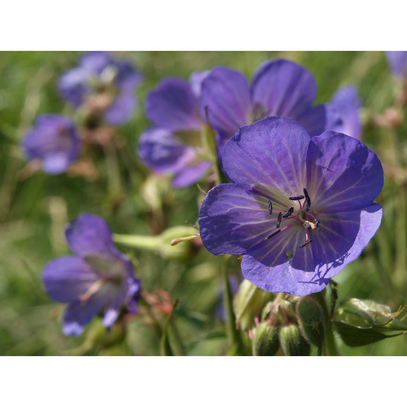 Meadow Crane’s-bill (Geranium pratense)