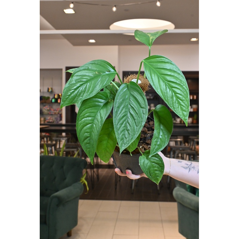 Monstera Obliqua Pangui|5″ on Pole