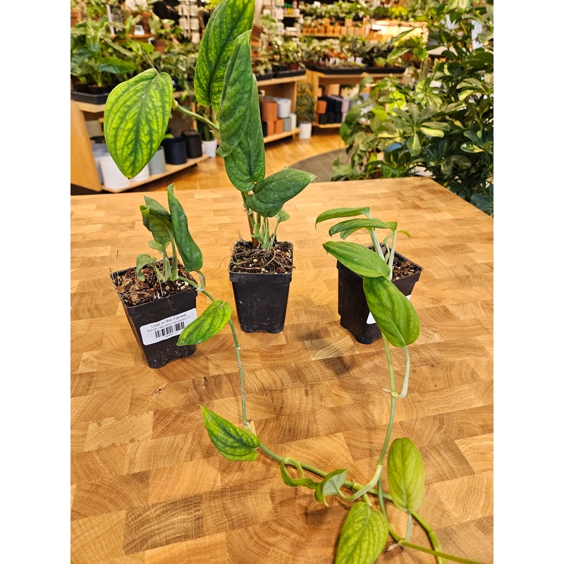 Monstera Spruceana|3″