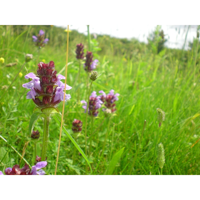 My First Meadow – Wild flower seed mixture