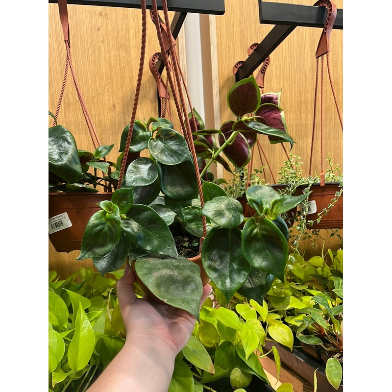 Nematanthus Bijou|6″ HB