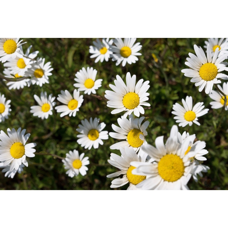 Oxeye daisy (Leucanthemum vulgare)