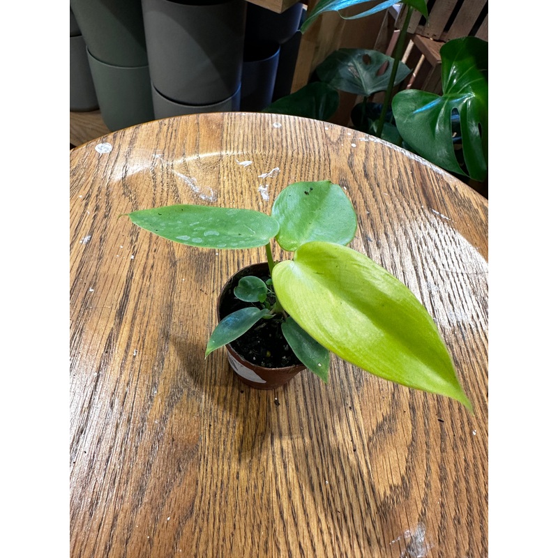 Philodendron Aurea Gold|2″