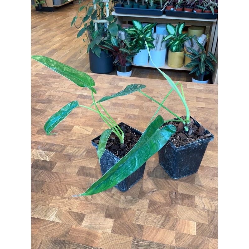 Philodendron Felix|3″