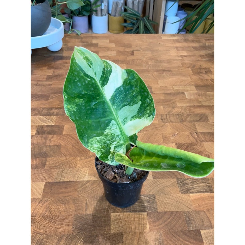 Philodendron Moonlight Variegated