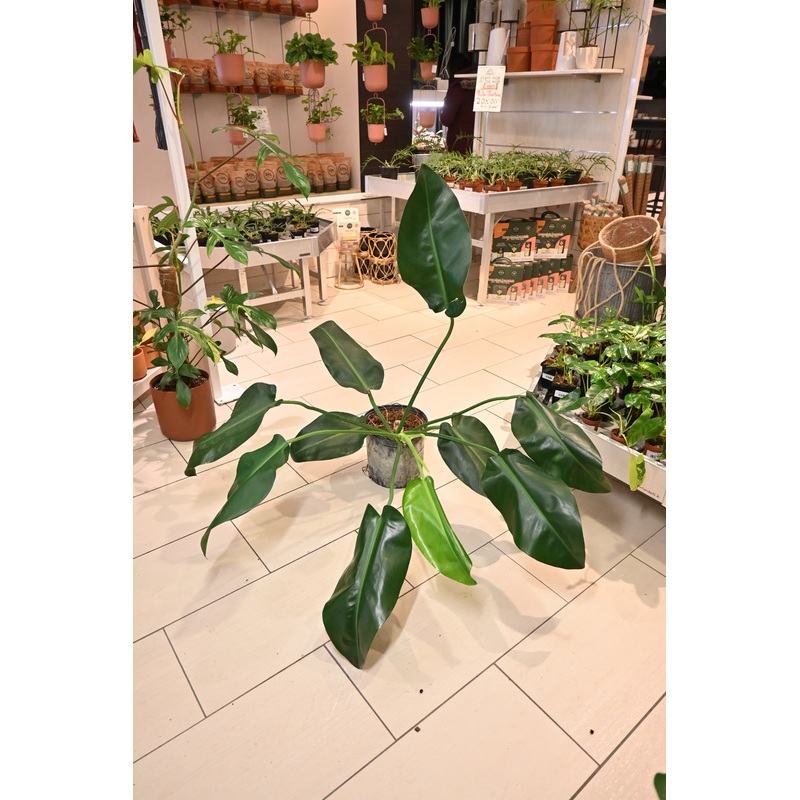Philodendron Renauxii *No Shipping*