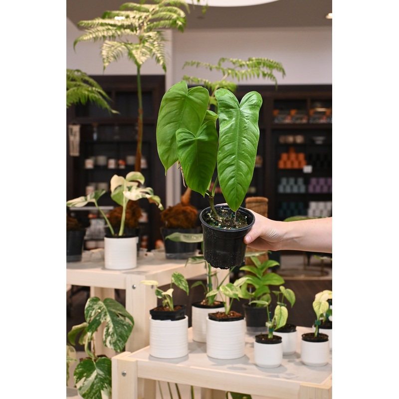 Philodendron Sharoniae|4