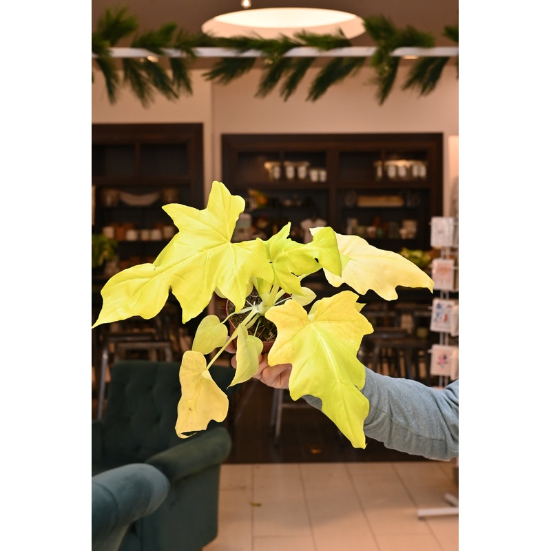 Philodendron Warscewiczii Aurea