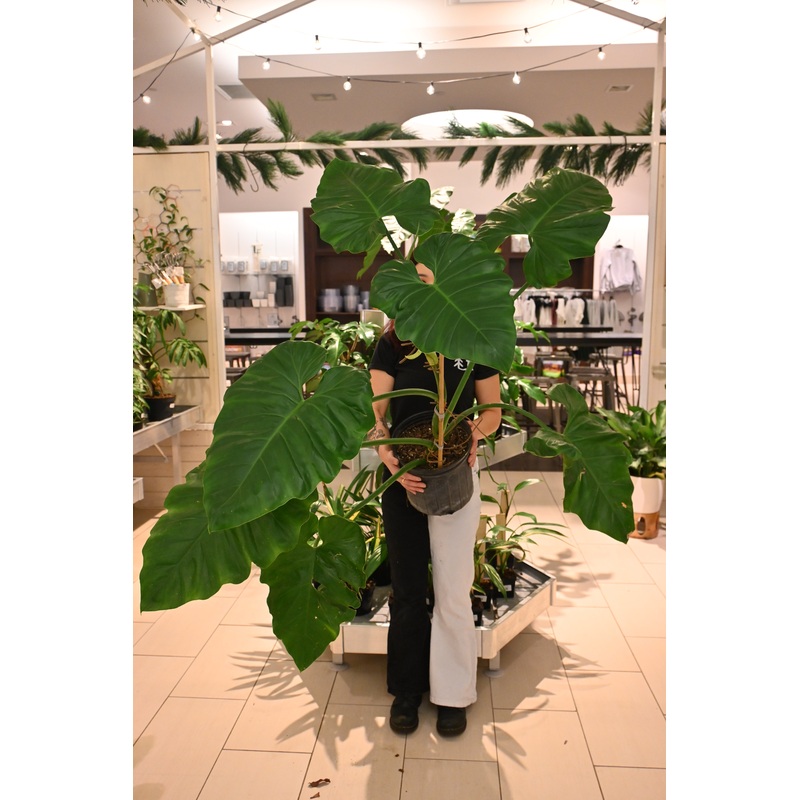 Philodendron Wilsoni *No Shipping*