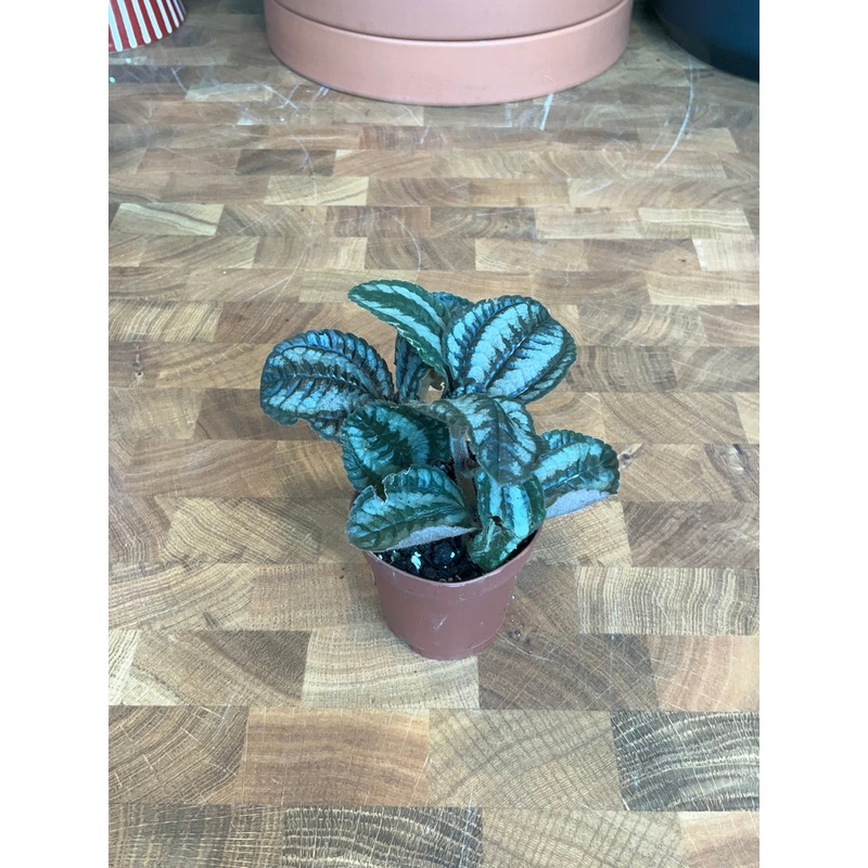 Pilea Norfolk|2″