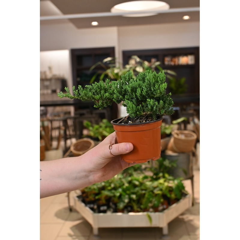 Procumbens Nana Bonsai|4″