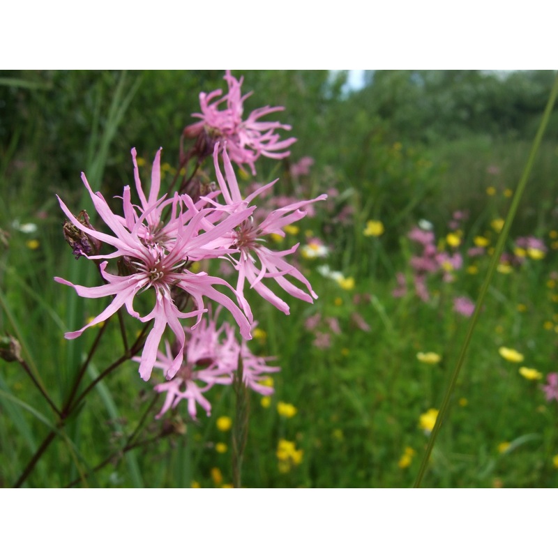 Ragged-robin (Lychnis flos-cuculi)
