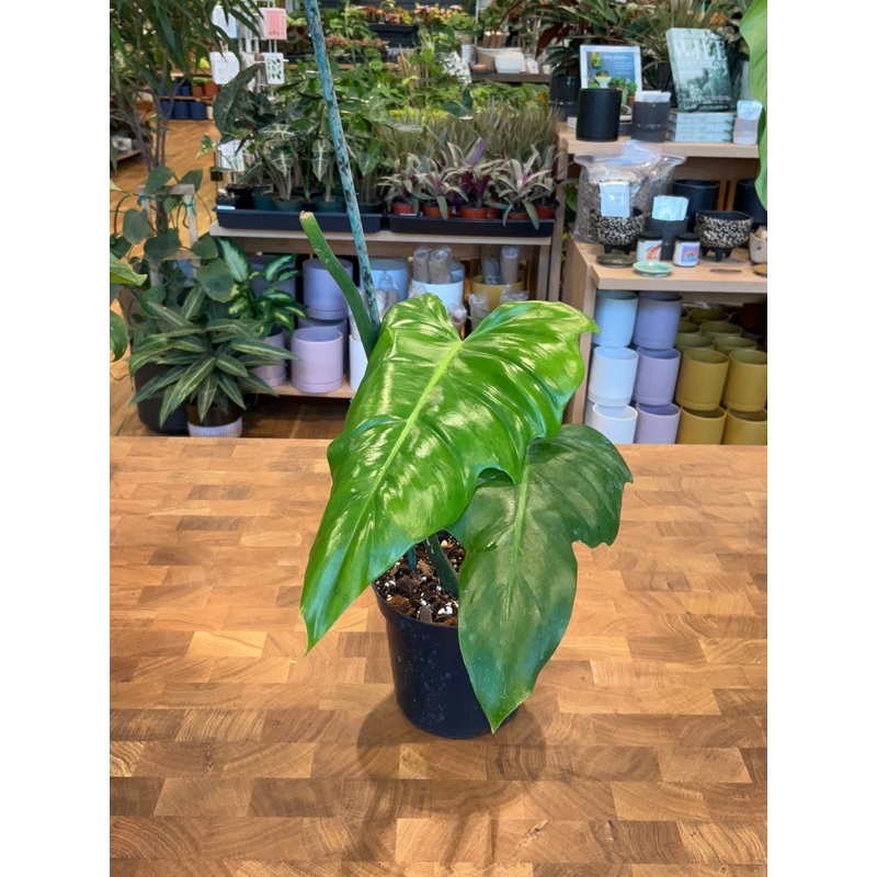 Reverted Philodendron Golden Dragon Variegated