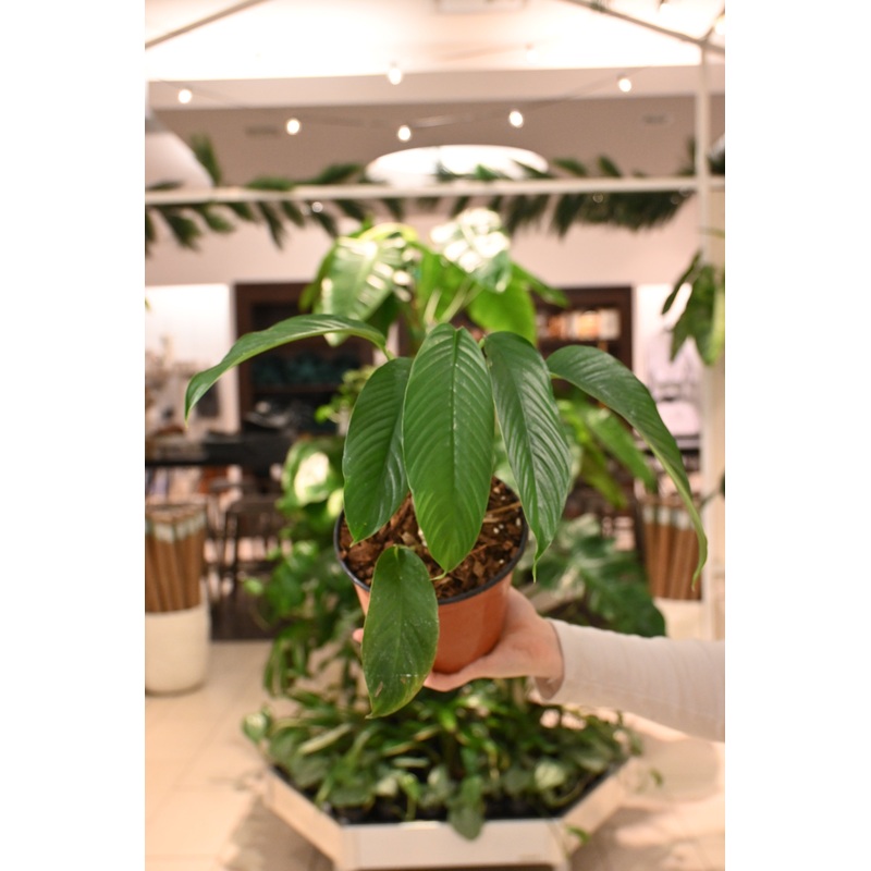 Rhaphidophora Hookie Sp.|4″|6″