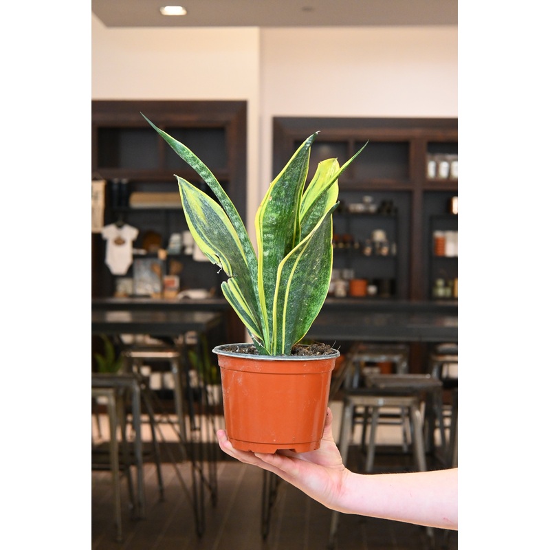 Sansevieria Golden Flame|4″|6″