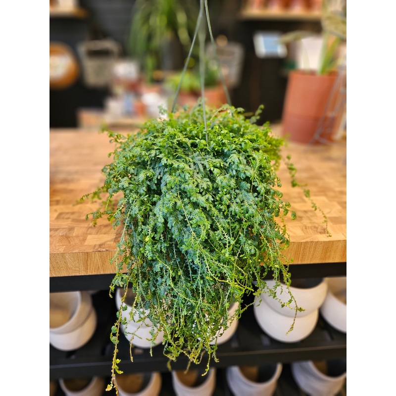 Selaginella Uncinata – Rainbow Moss