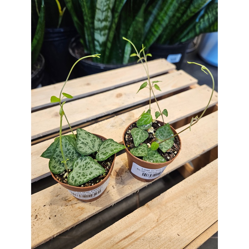 String of Arrows|2″