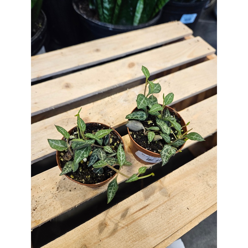 String of Daggers|2″