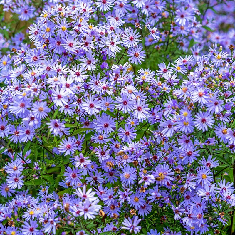 Symphyotrichum ‘Little Carlow’ (Aster)