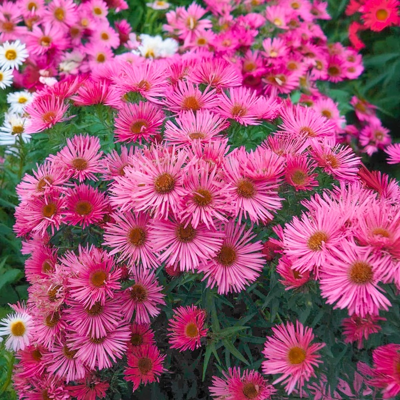 Symphyotrichum novae-angliae ‘Andenken an Alma Potschke’ (Aster)