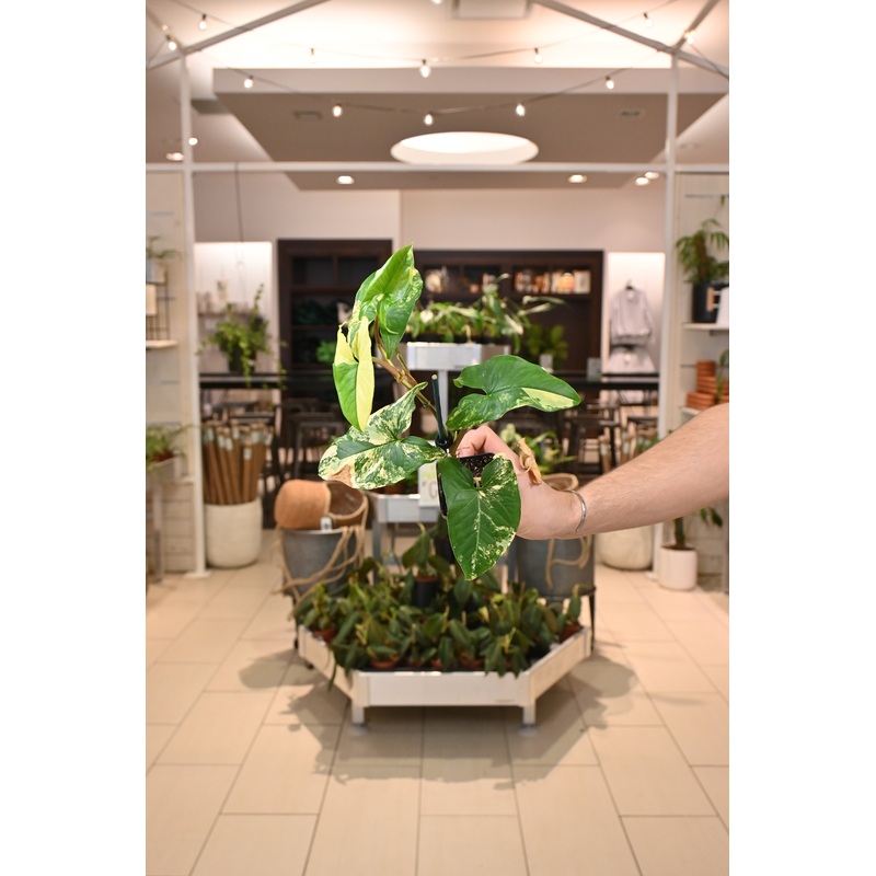 Syngonium Aurea|3″