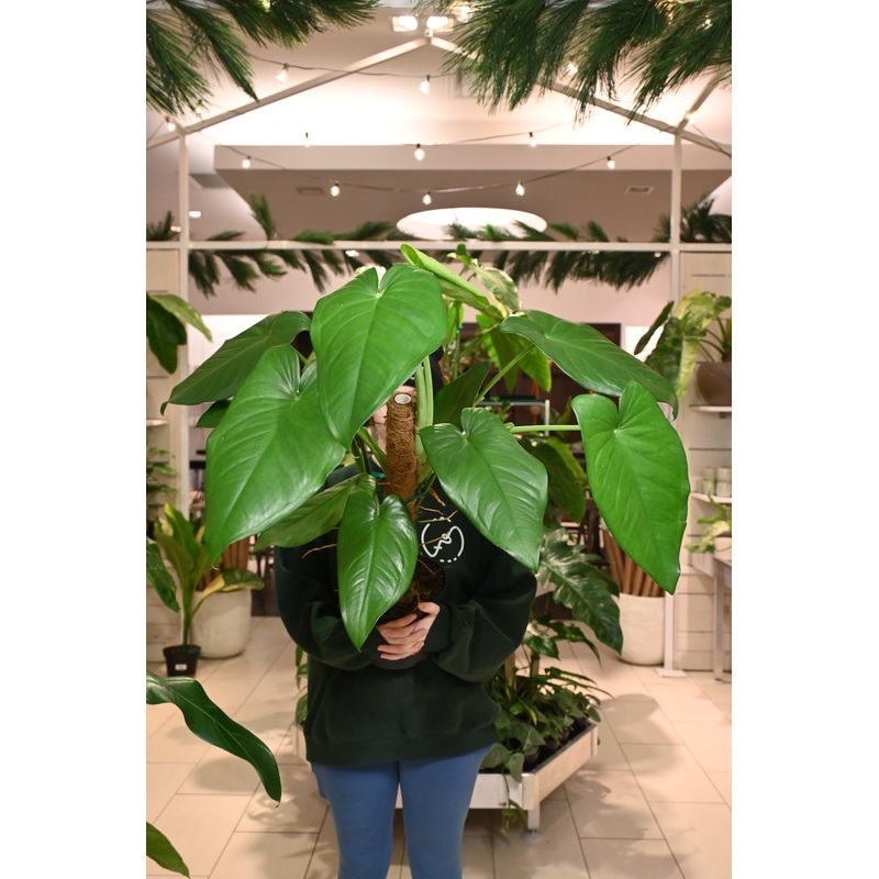 Syngonium Chiapense|3″|6 on a pole|8″ on pole *No Shipping*