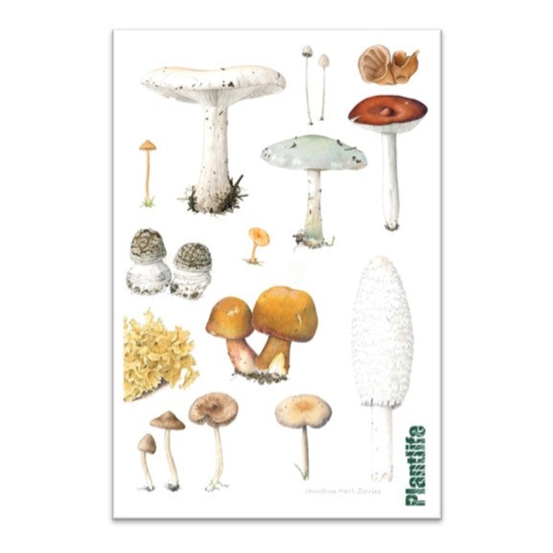 Tea Towel – Fungi