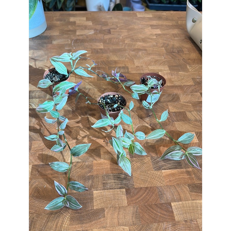 Tradescantia Lollipop|2.5″