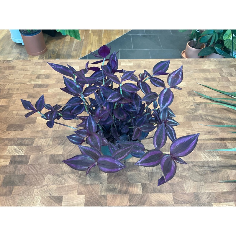 Tradescantia Purple Passion|6″