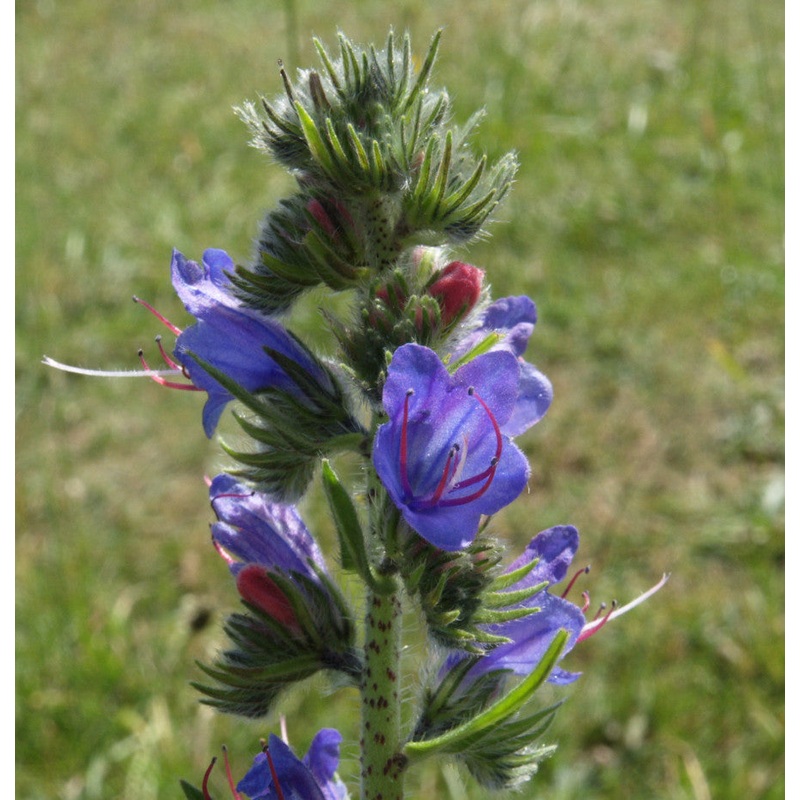 Viper’s-bugloss (Echium vulgare)