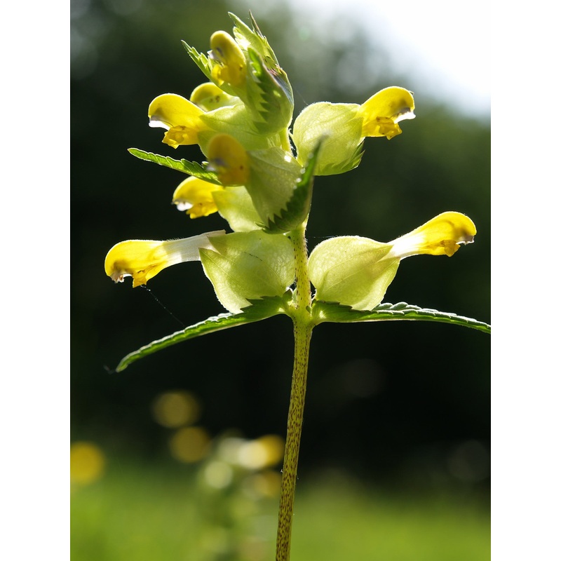 Yellow rattle (Rhinanthus minor)