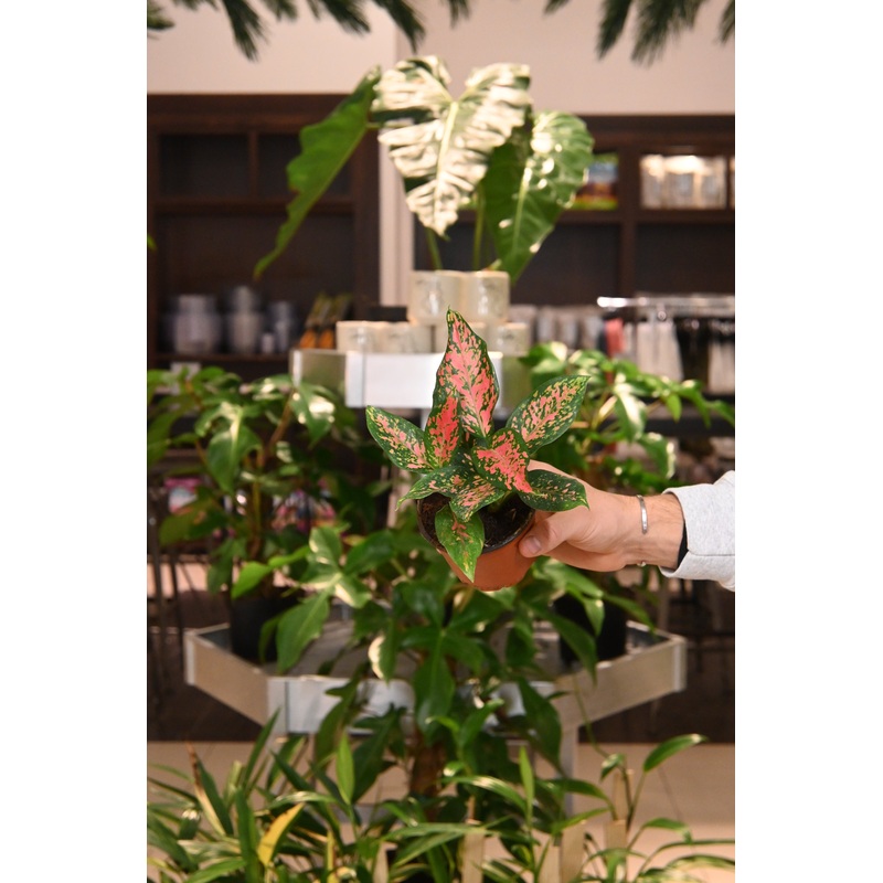 Aglaonema Lucky Red|4″|3″