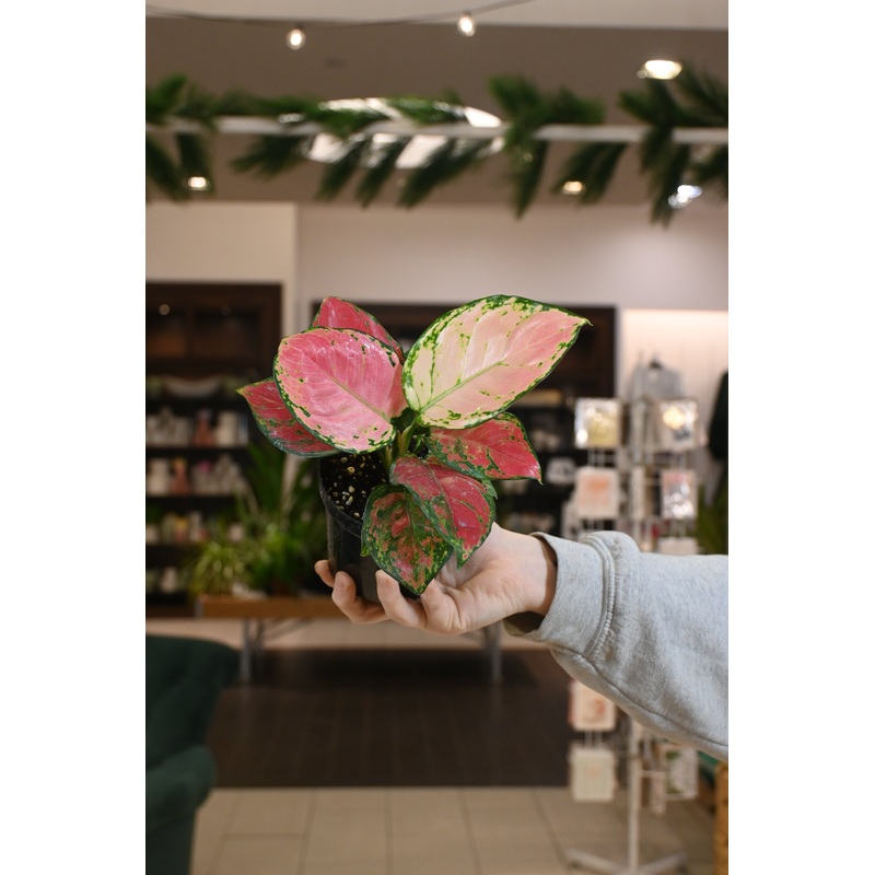 Aglaonema Red Valentine|2″|4″