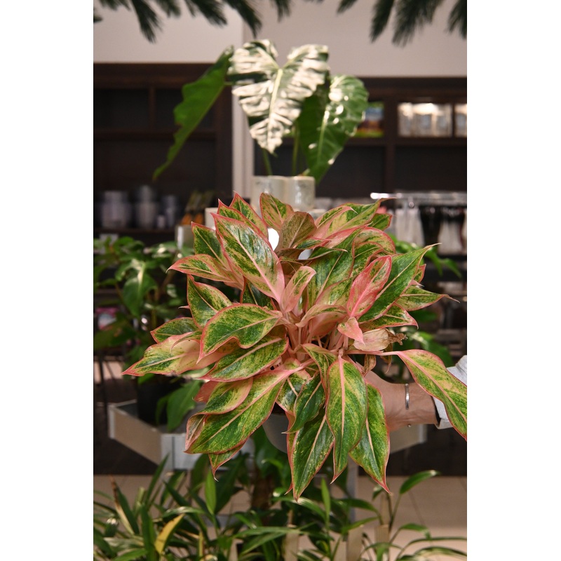 Aglaonema Siam Orange|4″|6″