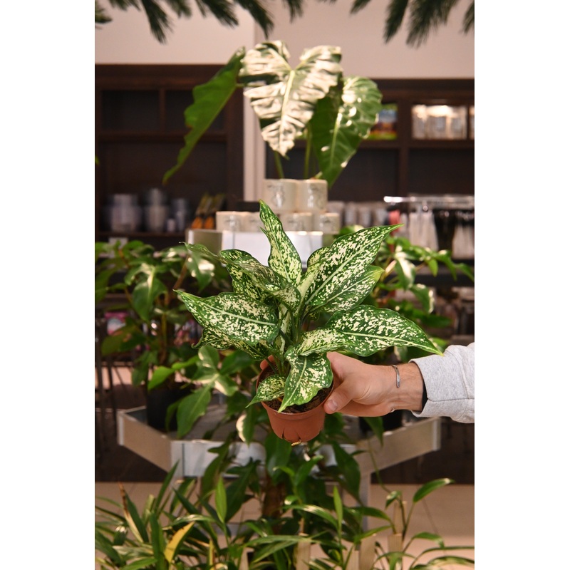 Aglaonema Snow White|4″